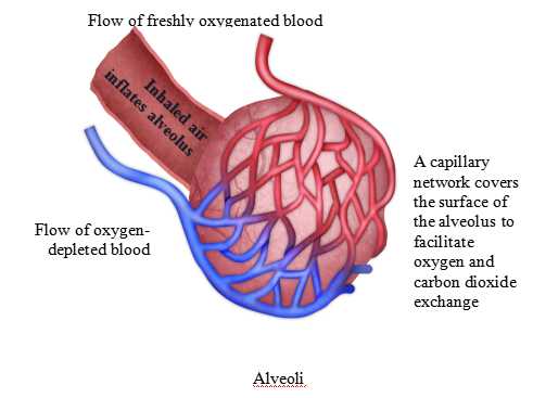 Circulatory and Respiratory Systems – Concepts of Biology – 1st Canadian Edition