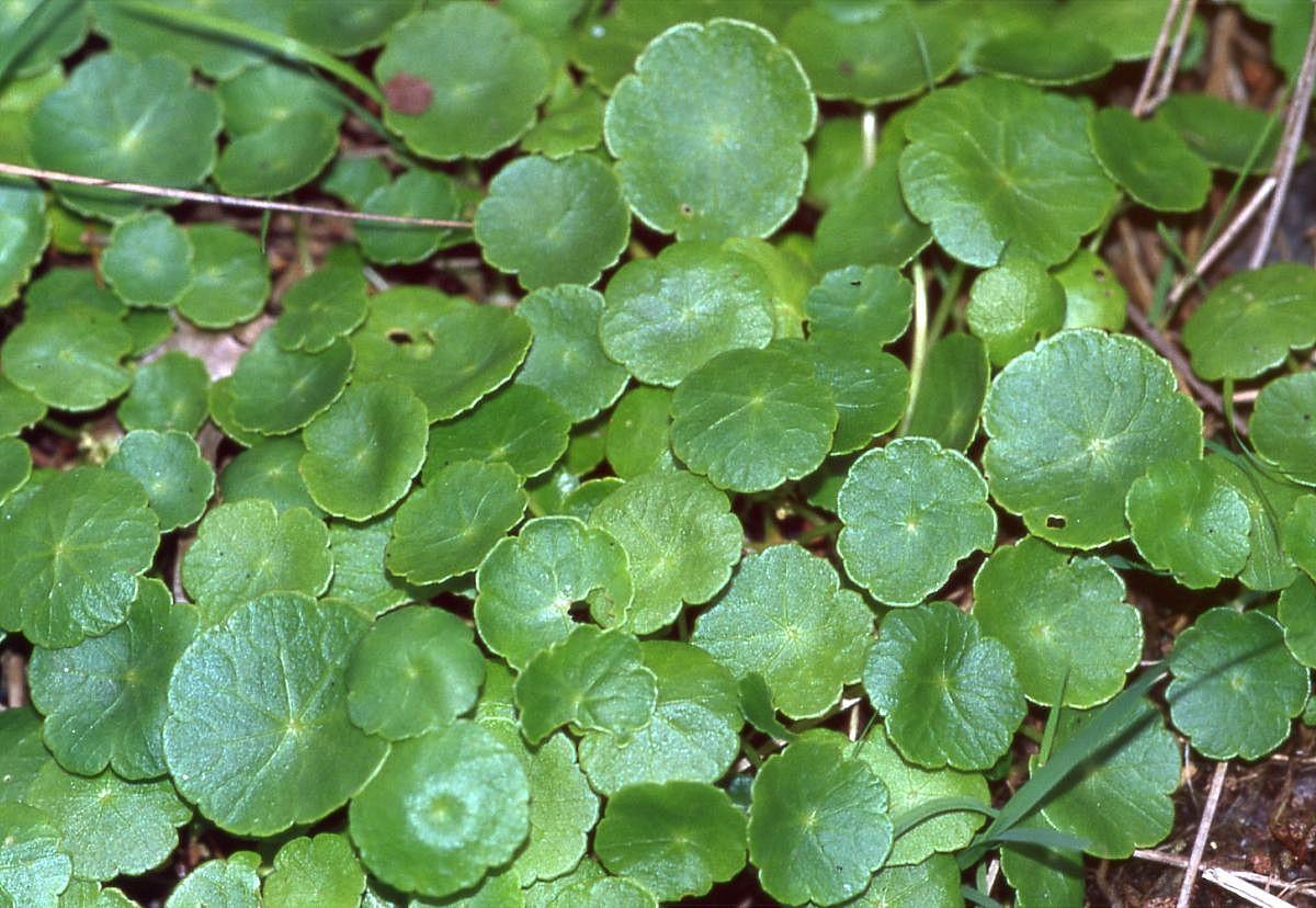 Pennywort, Copper Coin, Lucky Plant, Money Plant - Jiffy Plants