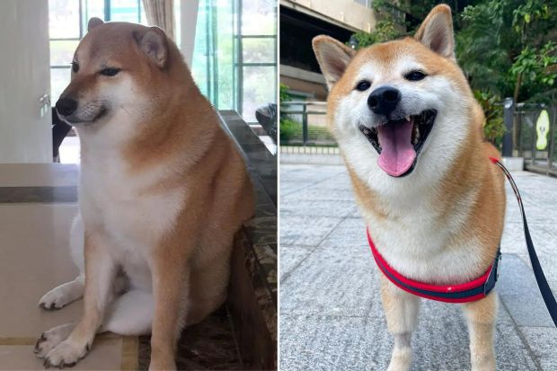 Shiba Inu Who Became Viral 'Cheems' Doge Meme Died After Cancer Battle