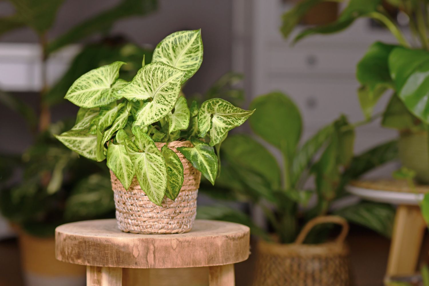 How to Grow and Care for Peperomia Hope