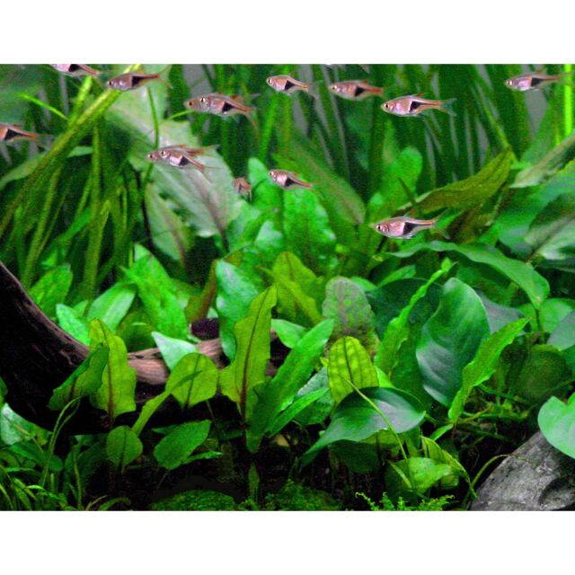 Cryptocoryne wendtii 'Green' - Dennerle Plants