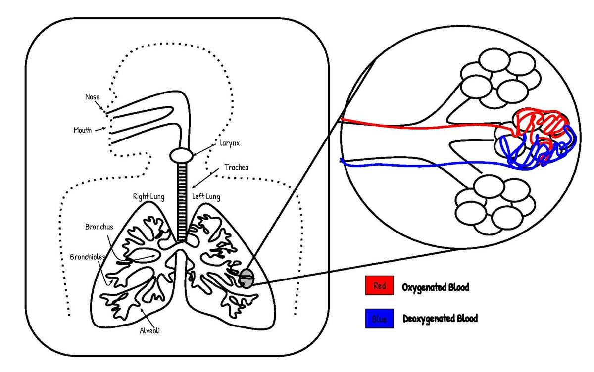 Name the primary site of exchange of gases in our body?