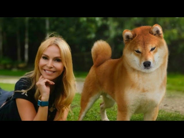 Shiba Inu Funny Videos Compilation Try Not To Laugh Youtube – Coronatodays