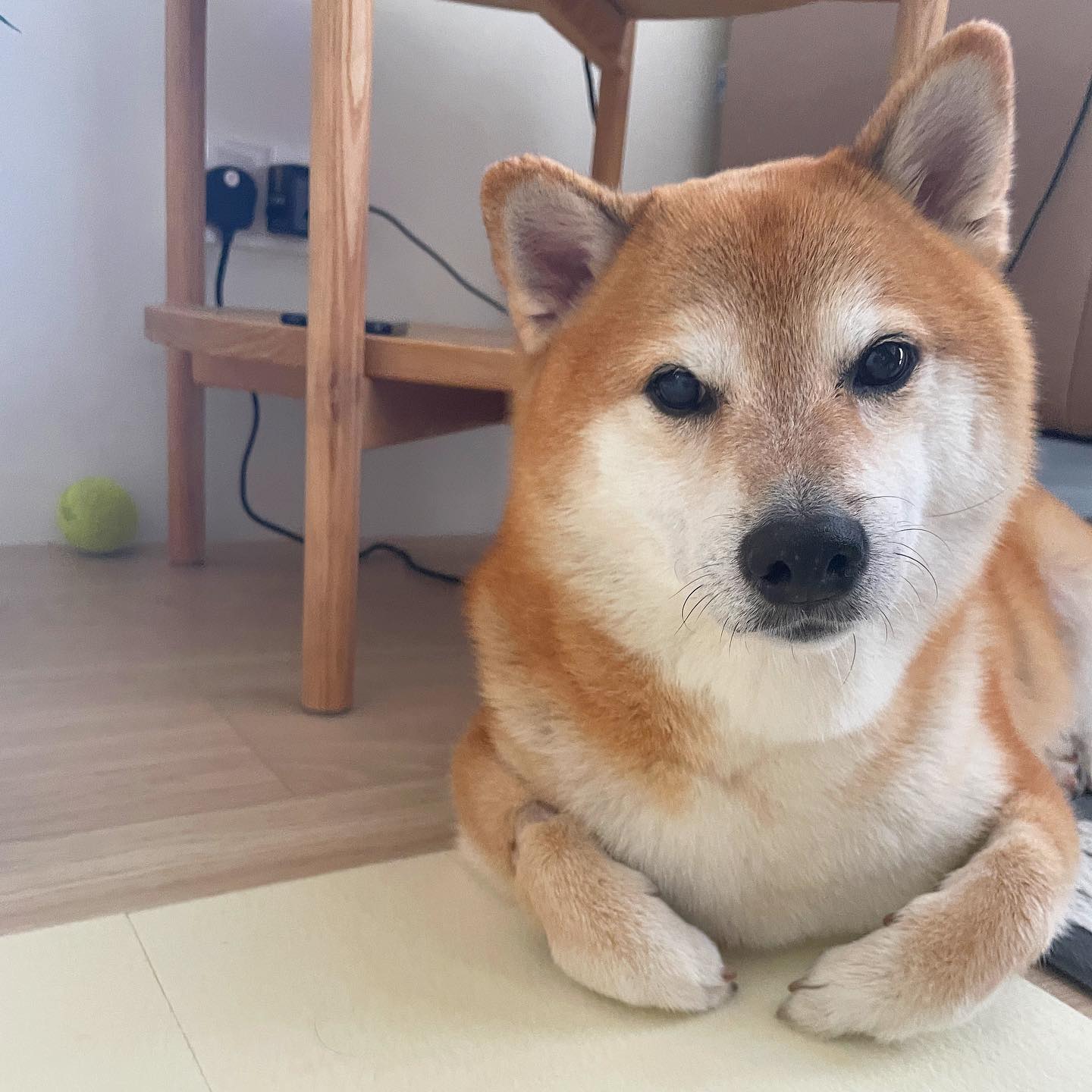 Kabosu, Dog Who Inspired Global “Doge” Meme, Is on Its Deathbed