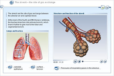 Organs and Structures of the Respiratory System | Anatomy and Physiology II