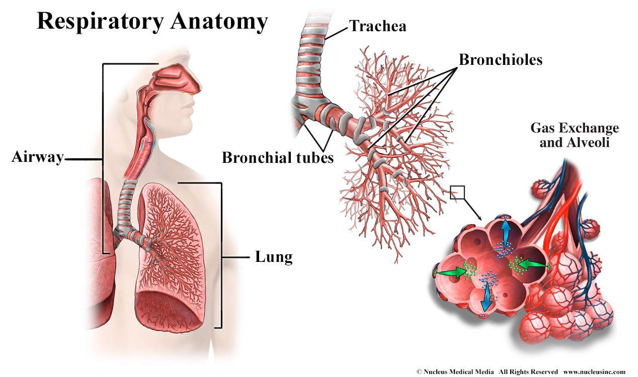 Respiratory system - Wikipedia