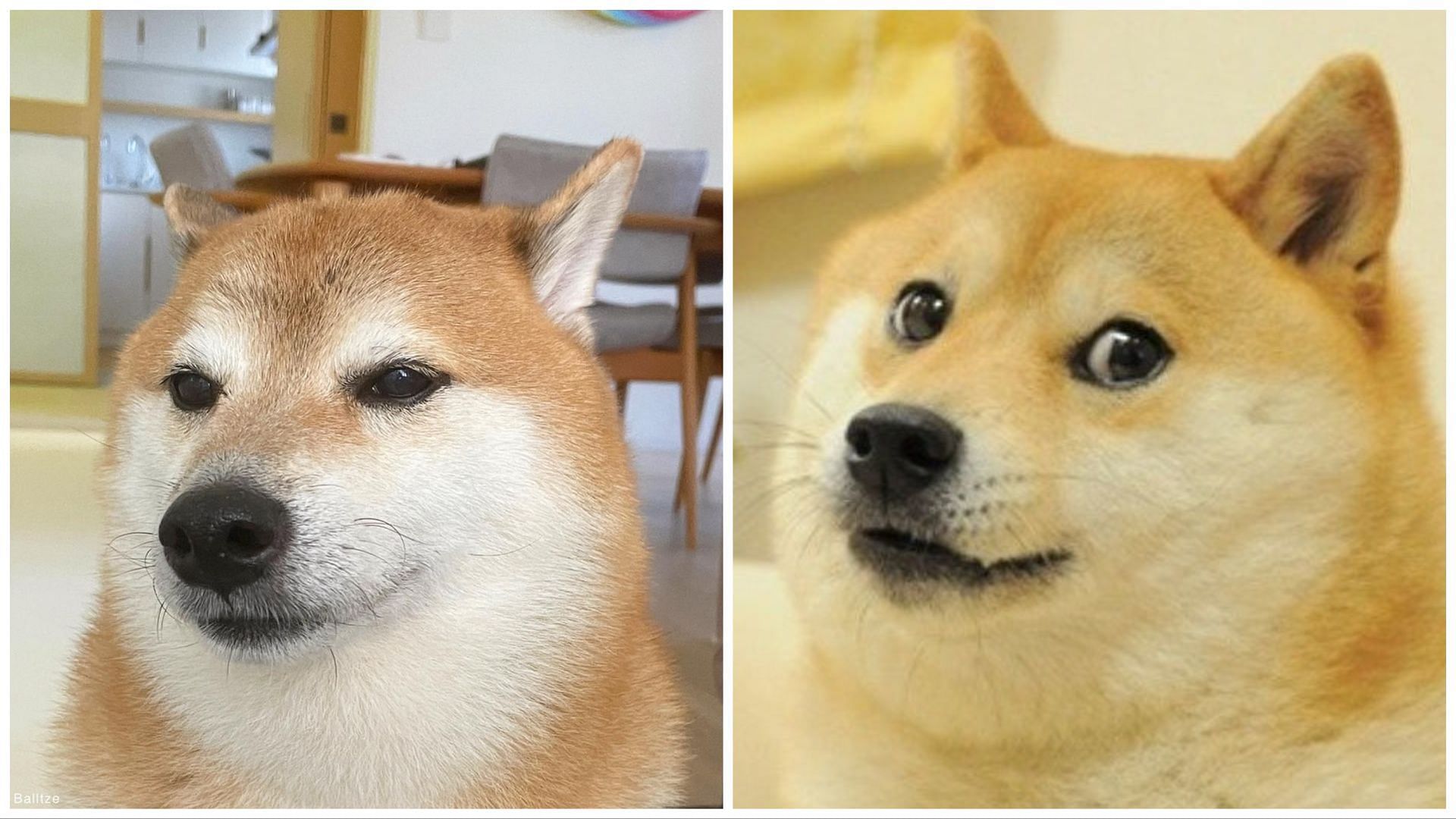 Shiba Inu made famous by viral ‘doge’ meme dies after cancer battle | The Independent