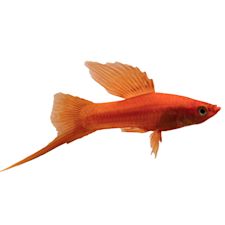 ✅+ Imported Aquarium Fish For Sale | Exotic Fish Buy Online