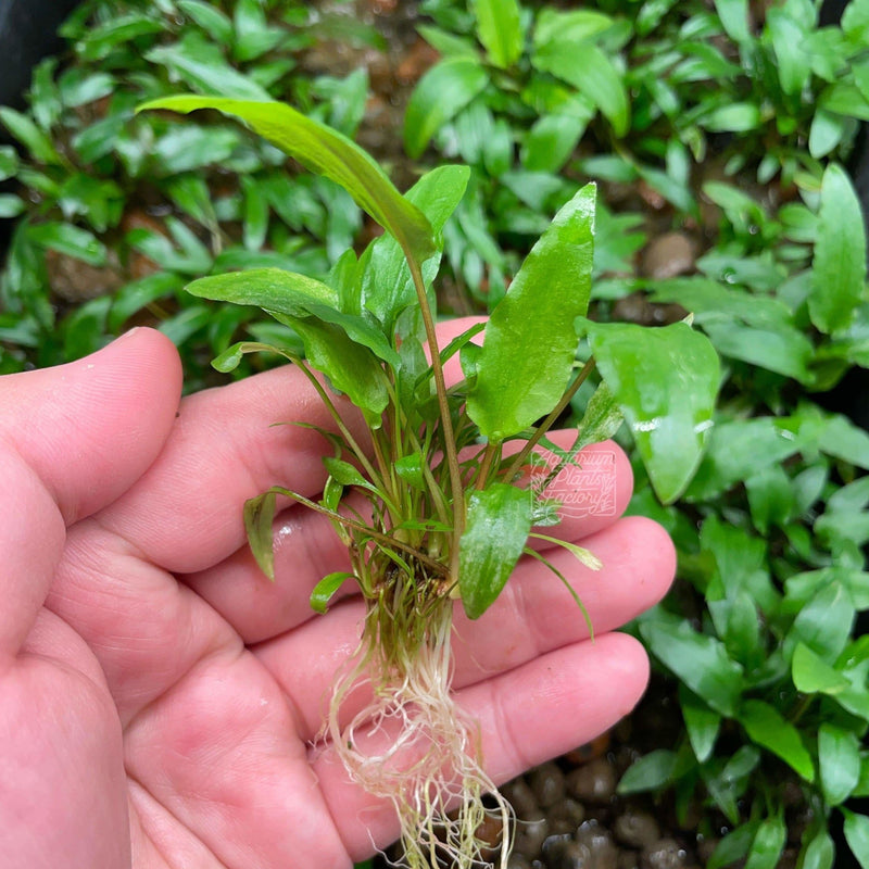 Cryptocoryne Wendtii Green