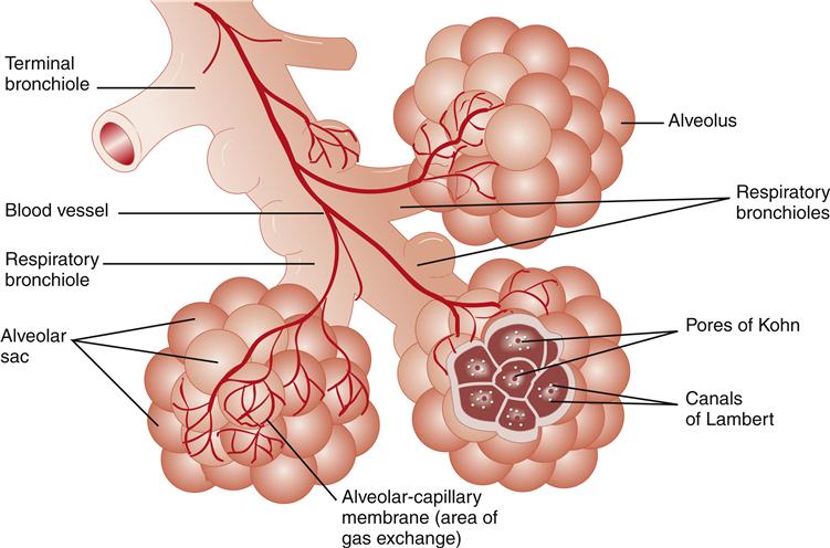 Name the primary site of exchange of gases in our body ?