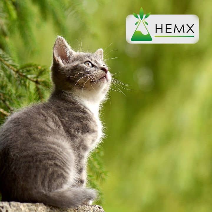 CBD Oil for Pets - Clinically Tested