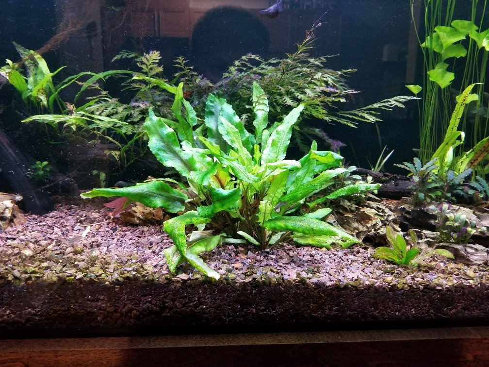 Cryptocoryne Wendtii Care - A How To Guide - AquariumStoreDepot