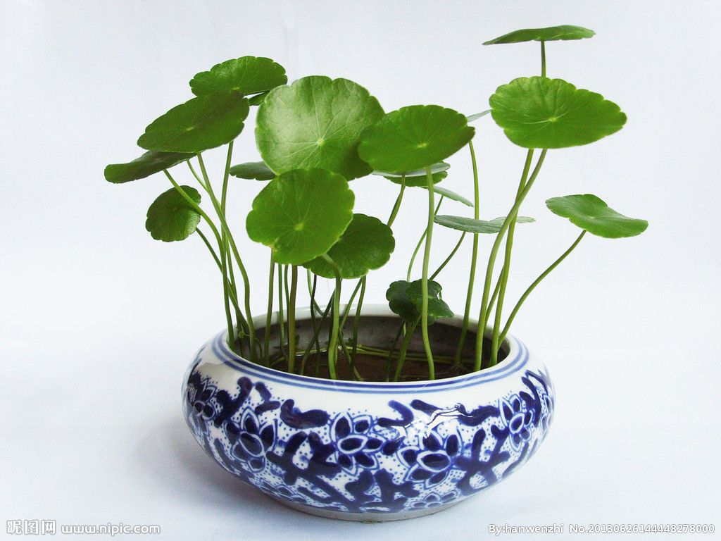 Pilea Peperomioides (Chinese Money Plant) Guide | Our House Plants