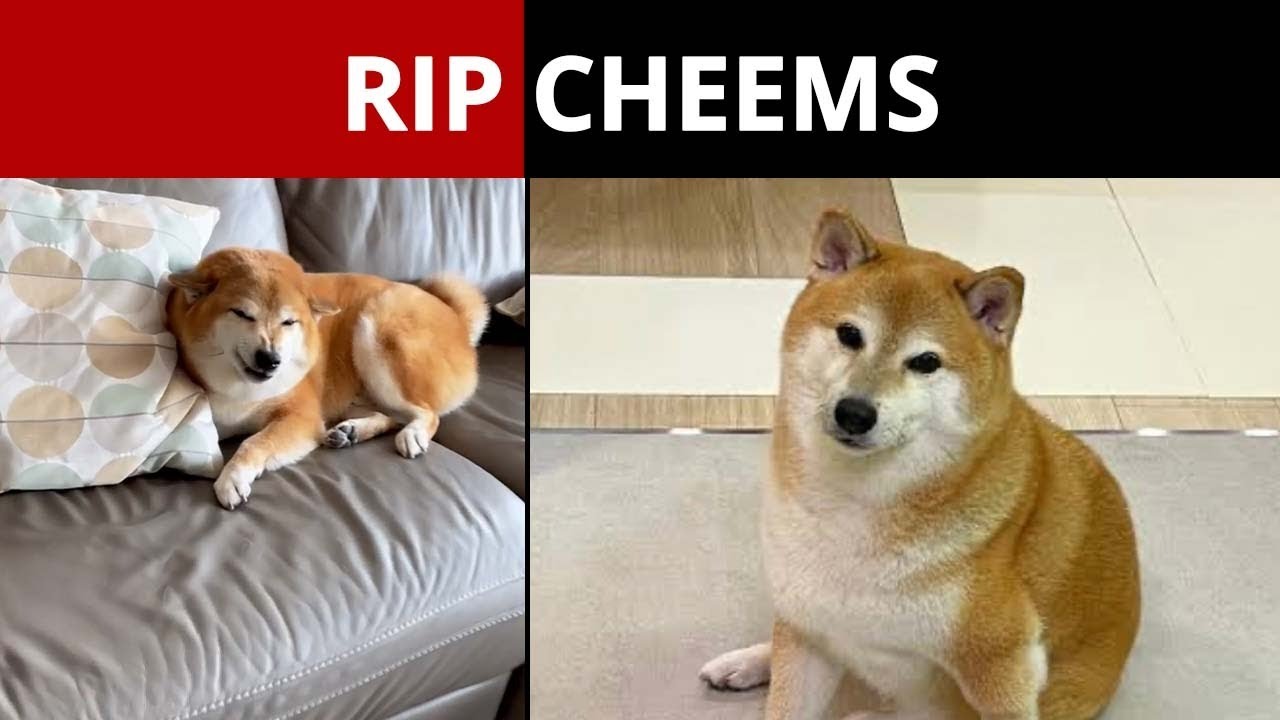 Cheems, the Shiba Inu dog who inspired several viral memes, dies at 12