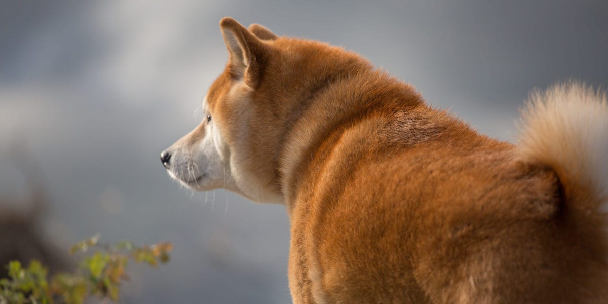 Not Wow, Much Sad: The Doge Dog Is Probably Dying