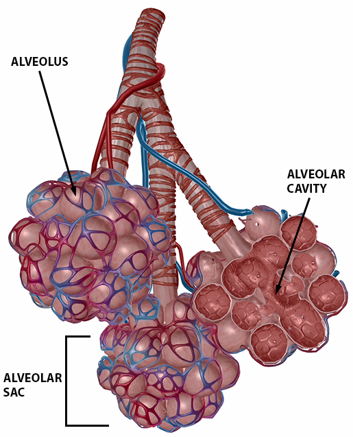 Respiratory system - Wikipedia