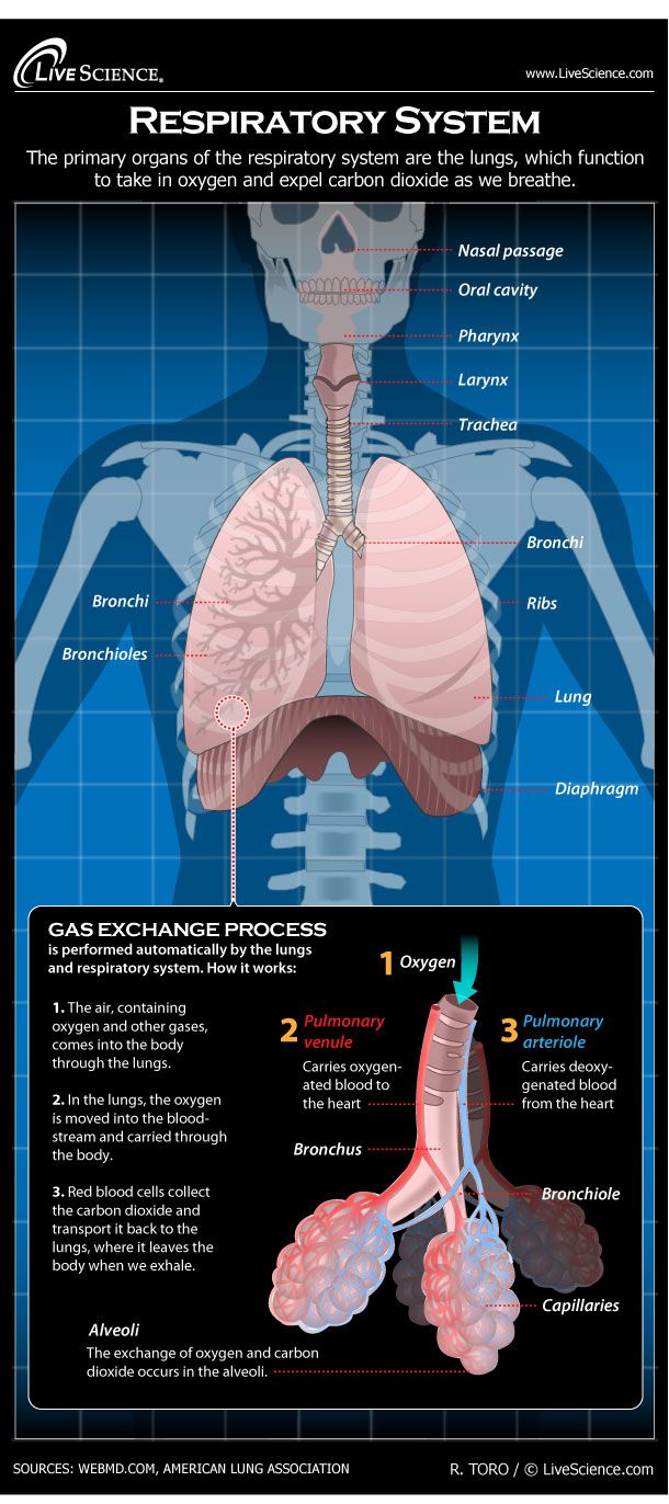 Gas Exchange across Respiratory Surfaces – Concepts of Biology – 1st Canadian Edition