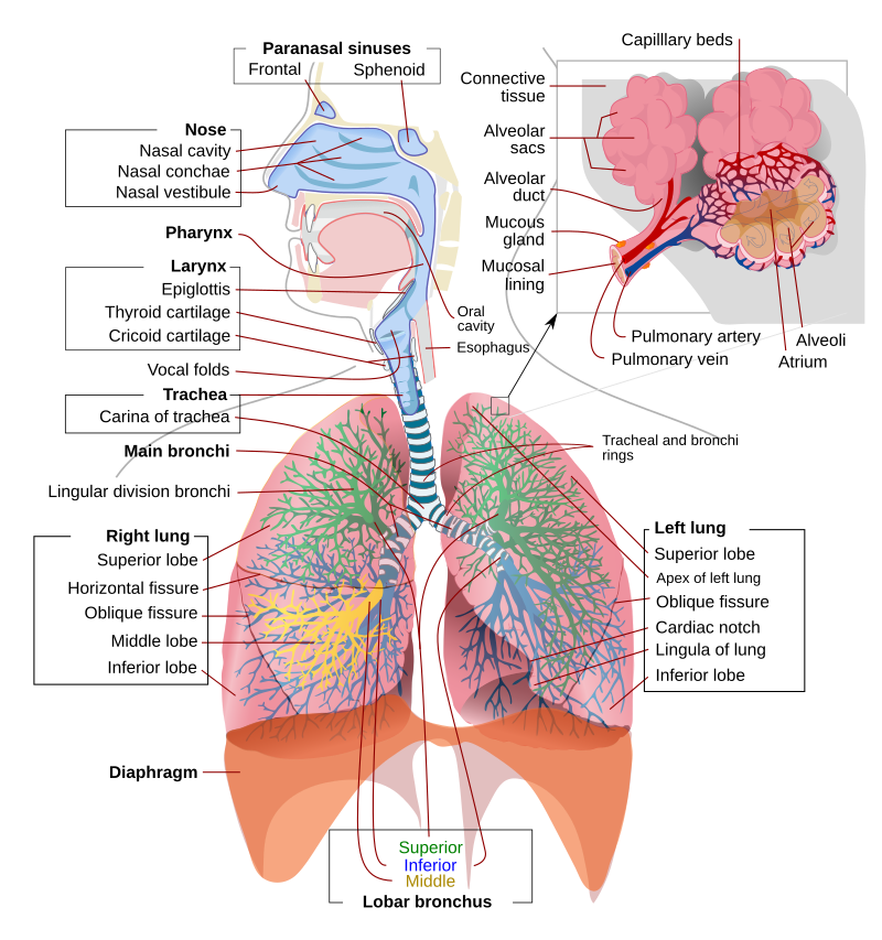 Anatomy and Physiology: Gas Exchange