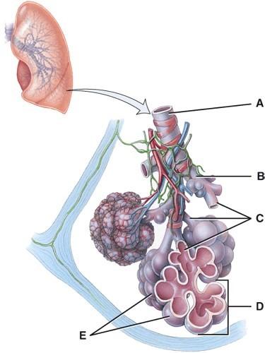 Lungs and Respiratory System (for Parents) | Nemours KidsHealth