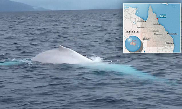 White Whale Whale Price USD today, Chart, News, Predictio